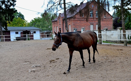 Stadnina Koni