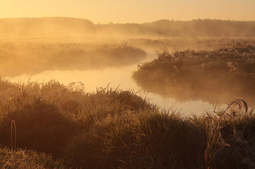 Narew