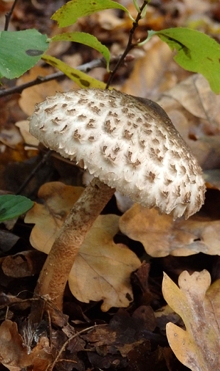 Macrolepiota Procera Kania 