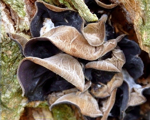 Auricularia Polytricha