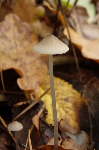 Psilocybe semilanceata