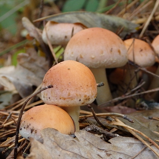 Pholiota Nameko