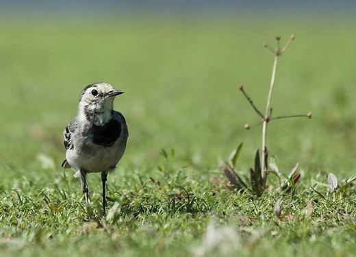 Pliszka siwa Motacilla alba