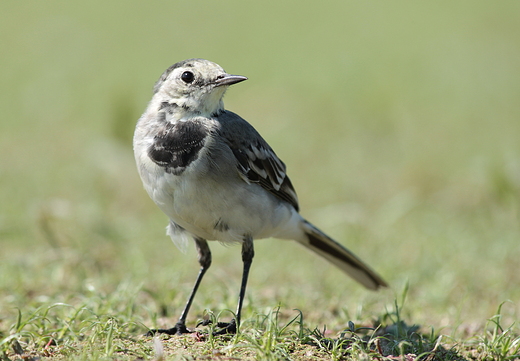 Pliszka siwa Motacilla alba