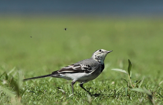 Pliszka siwa Motacilla alba