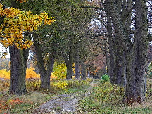 Strzeniwka. Zabytkowa Aleja Lipowa.