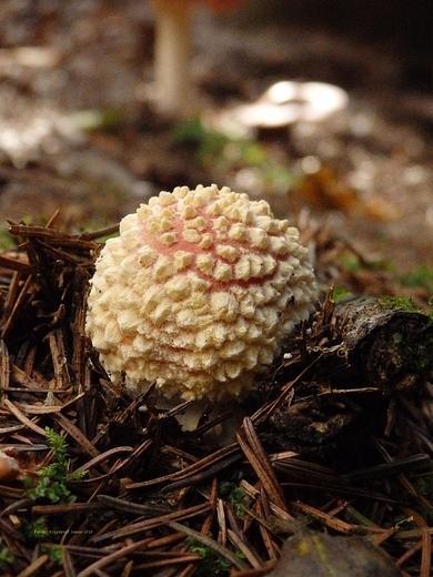 Amanita muscaria