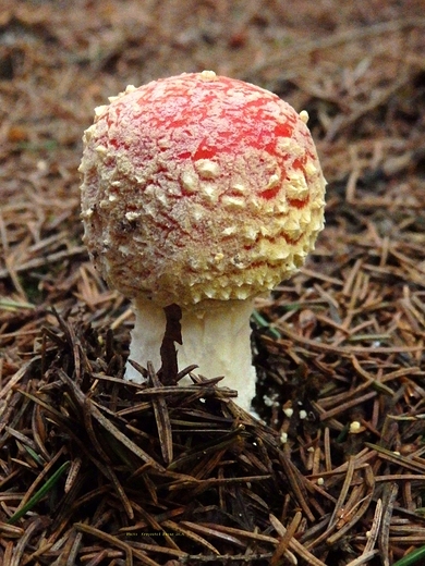 Amanita muscaria