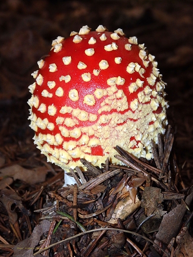 Amanita muscaria