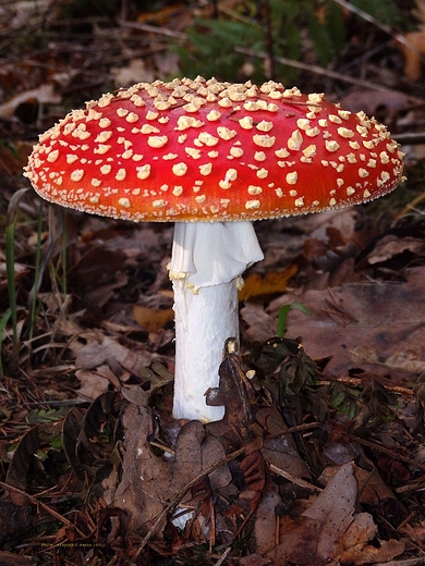 Amanita muscaria