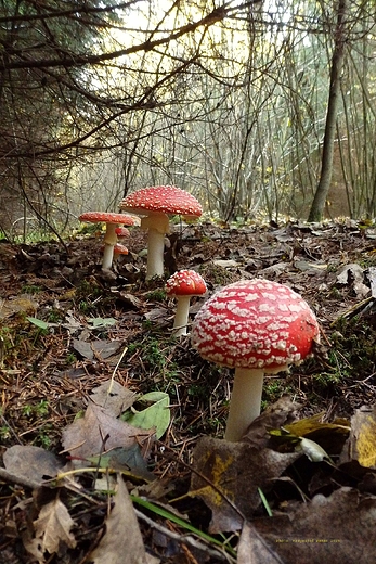 Amanita muscaria