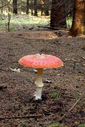 Amanita muscaria