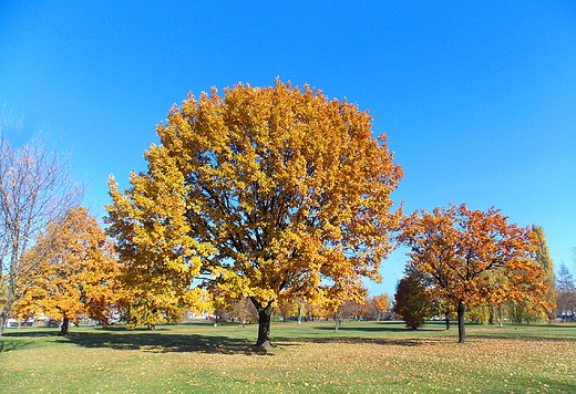 Warszawa. Park Zachodni jesieni.