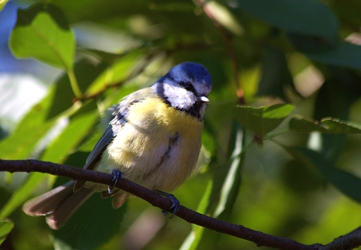 Modraszka zwyczajna, modraszka, sikora modra Cyanistes caeruleus