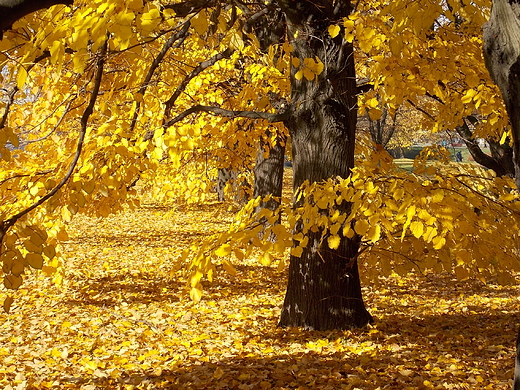 Warszawa. Park Zachodni jesieni.