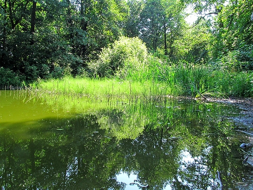 Poudniowy brzeg stawu