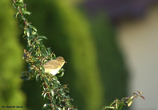 Piecuszek Phylloscopus trochilus