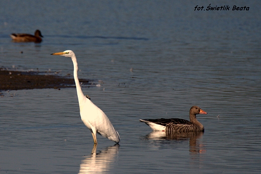 Czapla biaa Ardea alba i G ggawa Anser anser