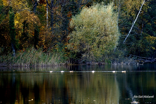 jezioro trpie koo Barlinka