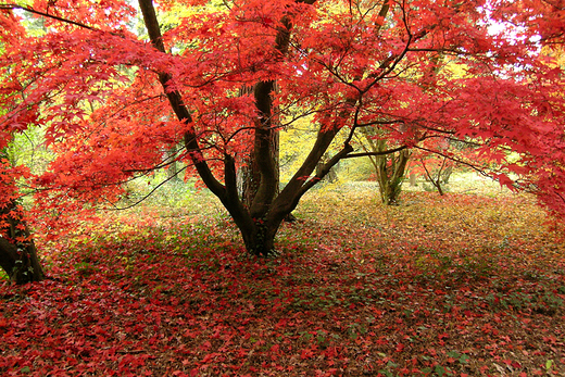 Jesie w arboretum