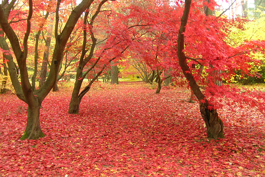 Jesie w arboretum