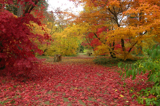 Jesie w arboretum