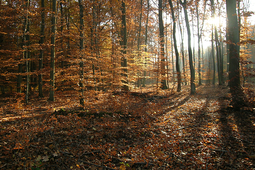 Las Wiączyński
