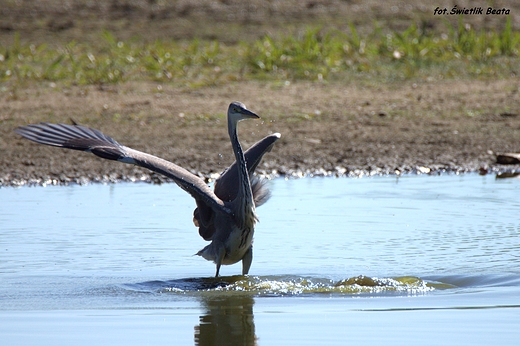 Czapla siwa Ardea cinerea