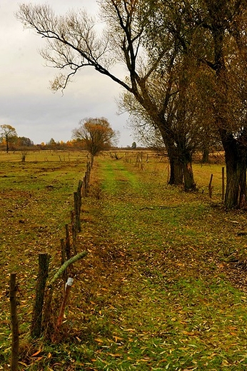 Jesie nad Biebrz