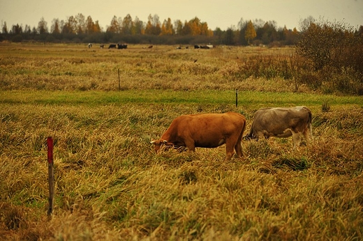 Jesie nad Biebrz