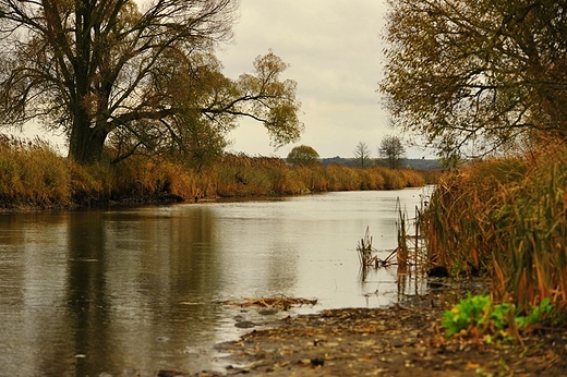 Jesie nad Biebrz