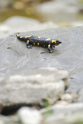 Salamandra plamista