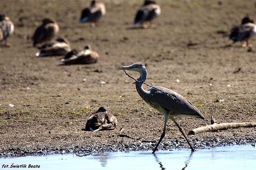 Czapla siwa Ardea cinerea