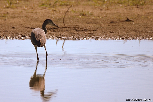 Czapla siwa Ardea cinerea