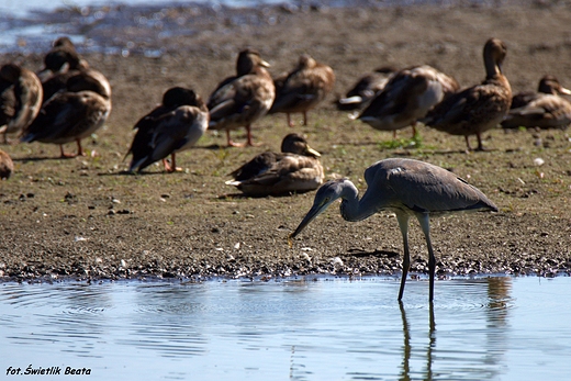 Czapla siwa Ardea cinerea