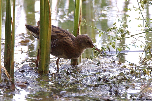 Wodnik zwyczajny Rallus aquaticus