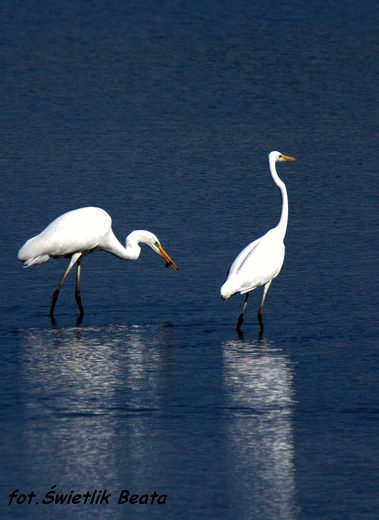 Czapla biaa Ardea alba