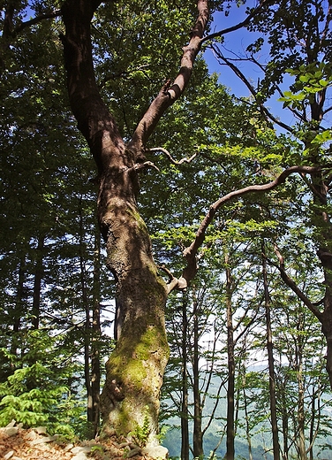 Beskid May - szlak na Czupel