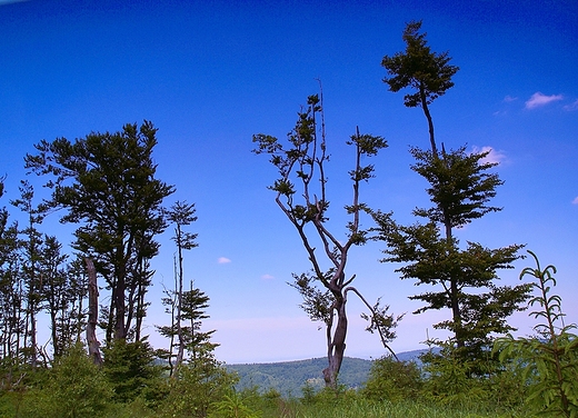 Beskid May - szlak na Czupel