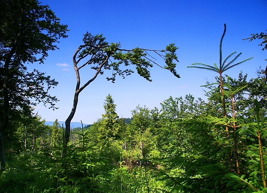 Beskid May - szlak na Czupel