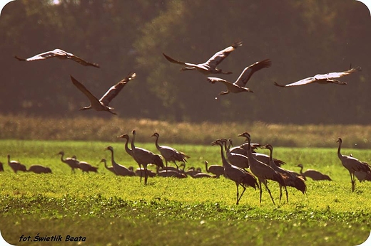urawie Grus grus