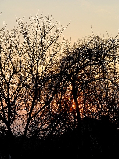 Zachód słońca za drzewami