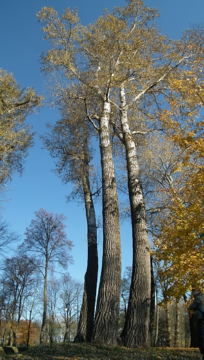 Drzewostan parku opolskiego