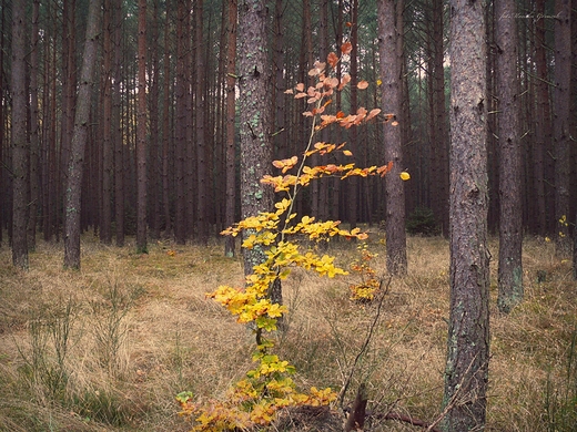 Listopad moim obiektywem.