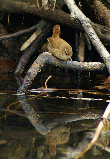 Strzyyk Troglodytes troglodytes