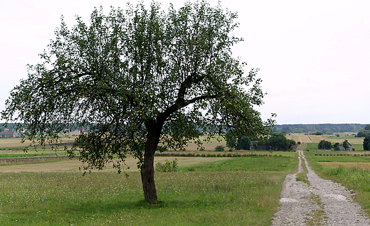 Midzy Chrabkowem a Szacem