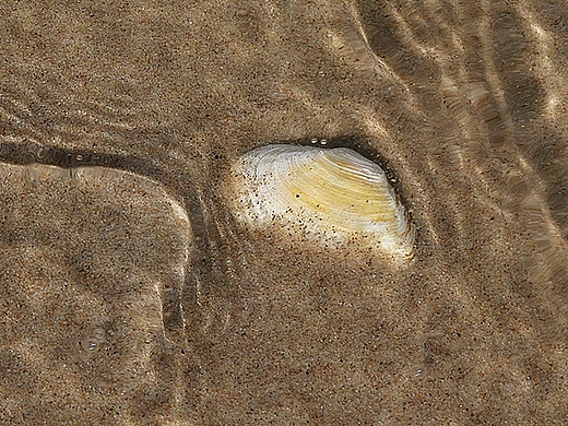 Skarby morskie. Koobrzeg