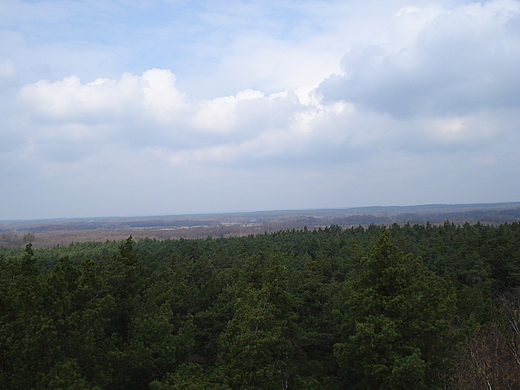 Widok z wiey obserwacyjnej. Kampinos