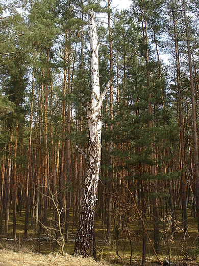 Uschnita brzoza. Kampinos