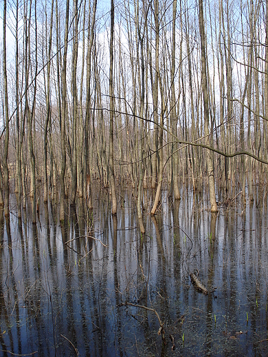 Podmoky las - Kampinos